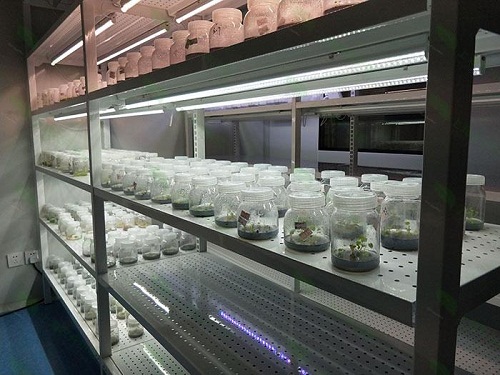可克达拉植物组织培养实验室设计建设方案